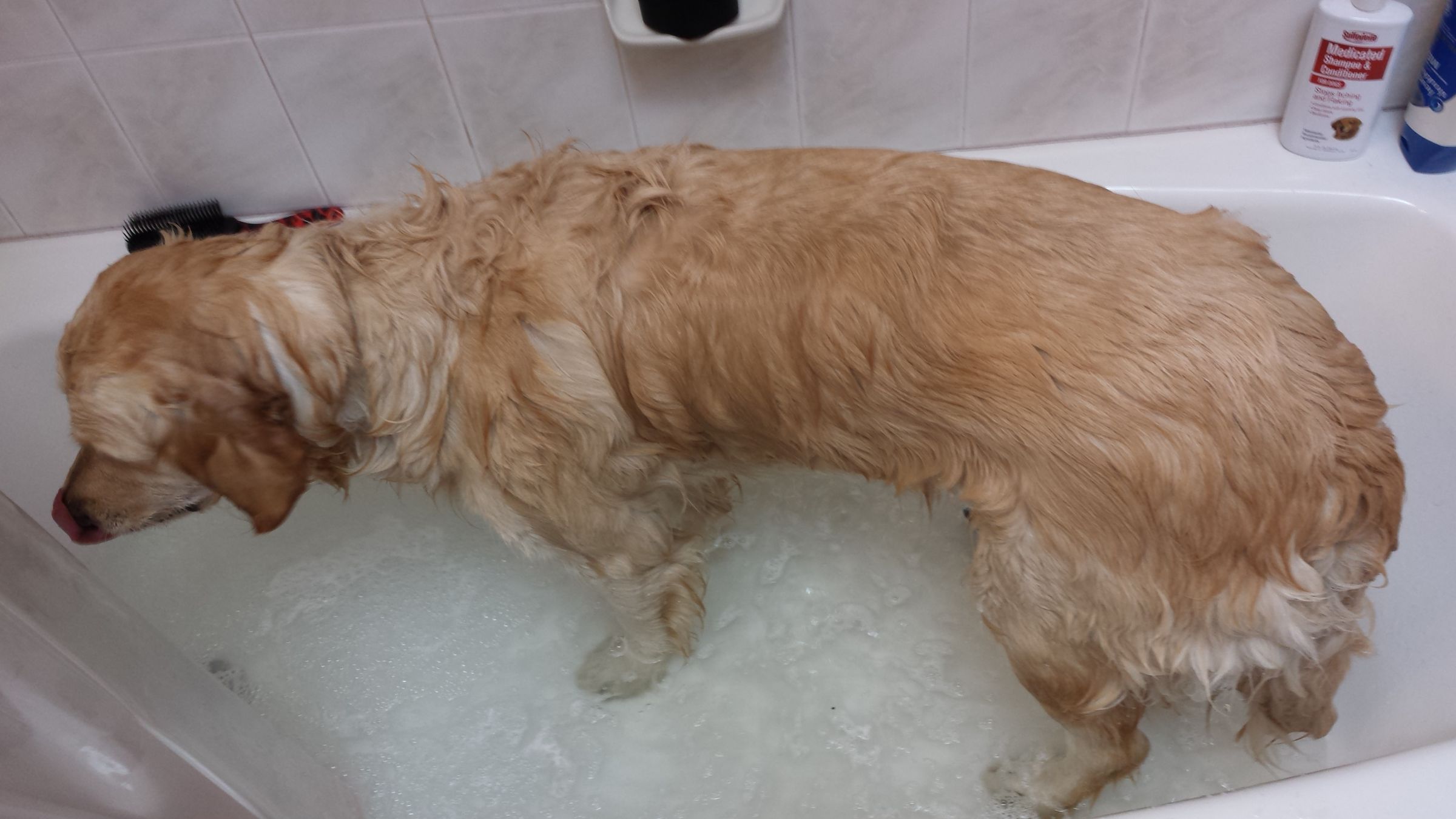How to Wash Your Dog 7 Steps (with Pictures) Instructables