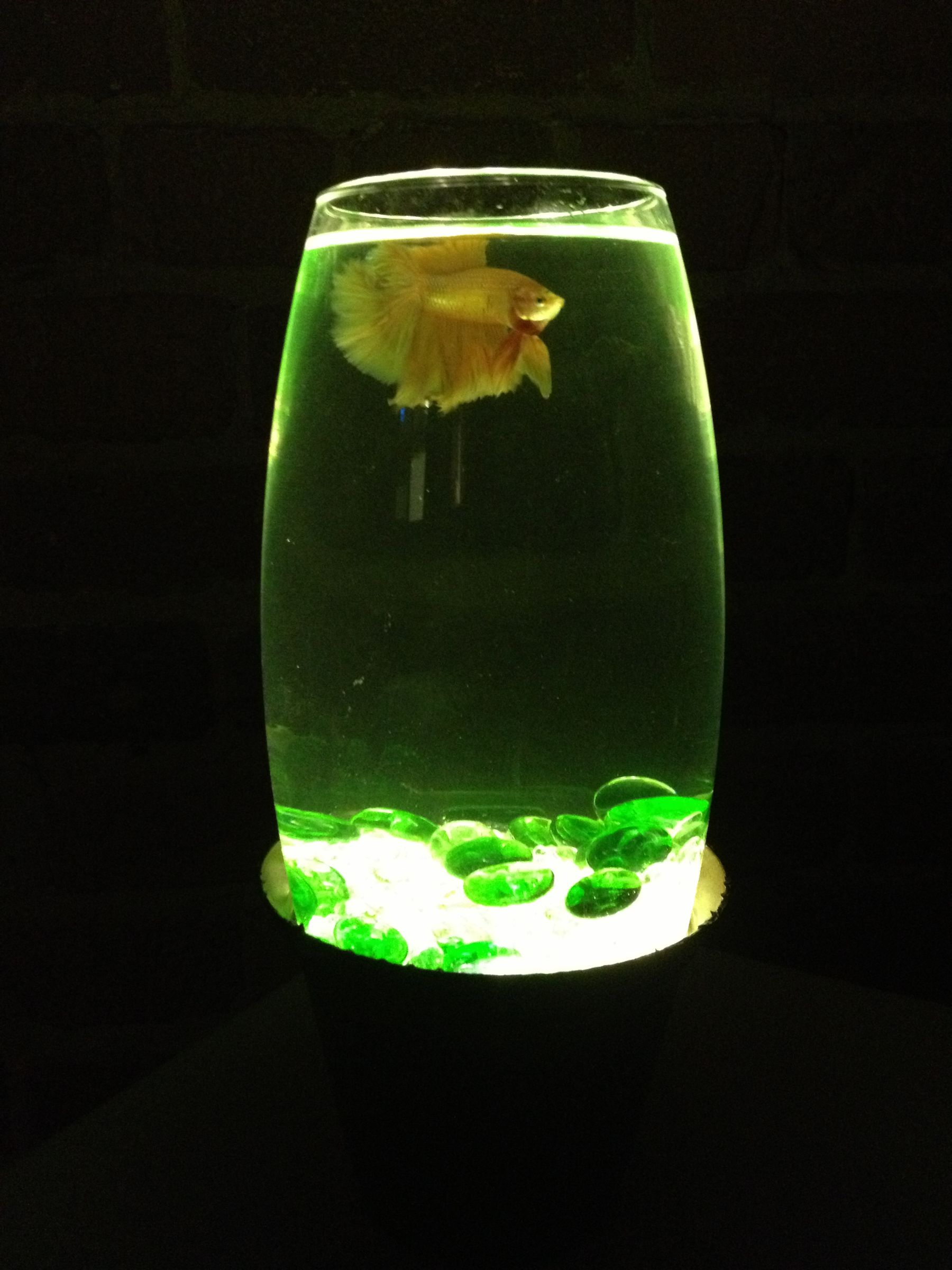 Simple LED Lit Fish Bowl 4 Steps Instructables