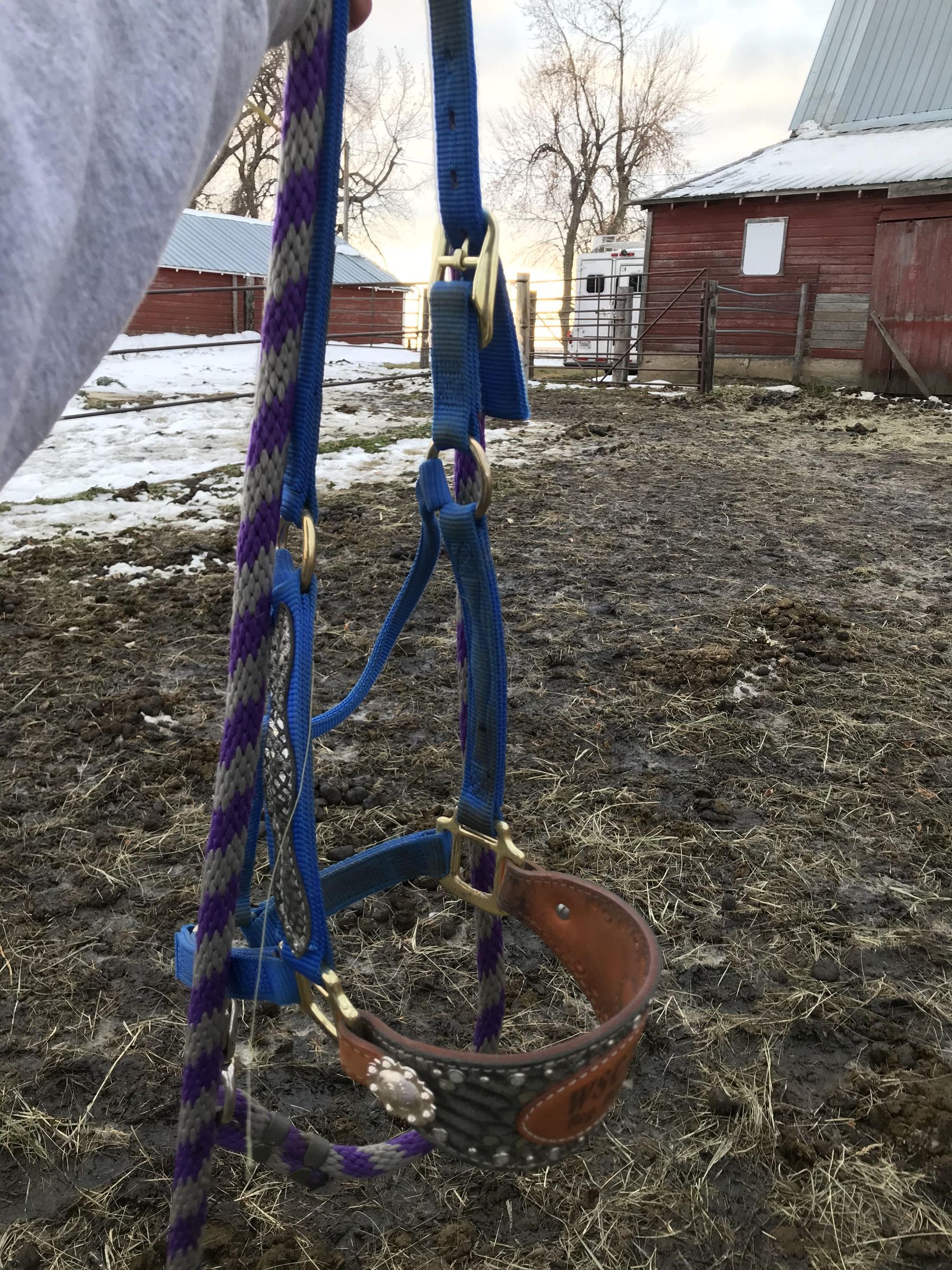 How to Properly Halter a Horse Introduction 5 Steps (with Pictures