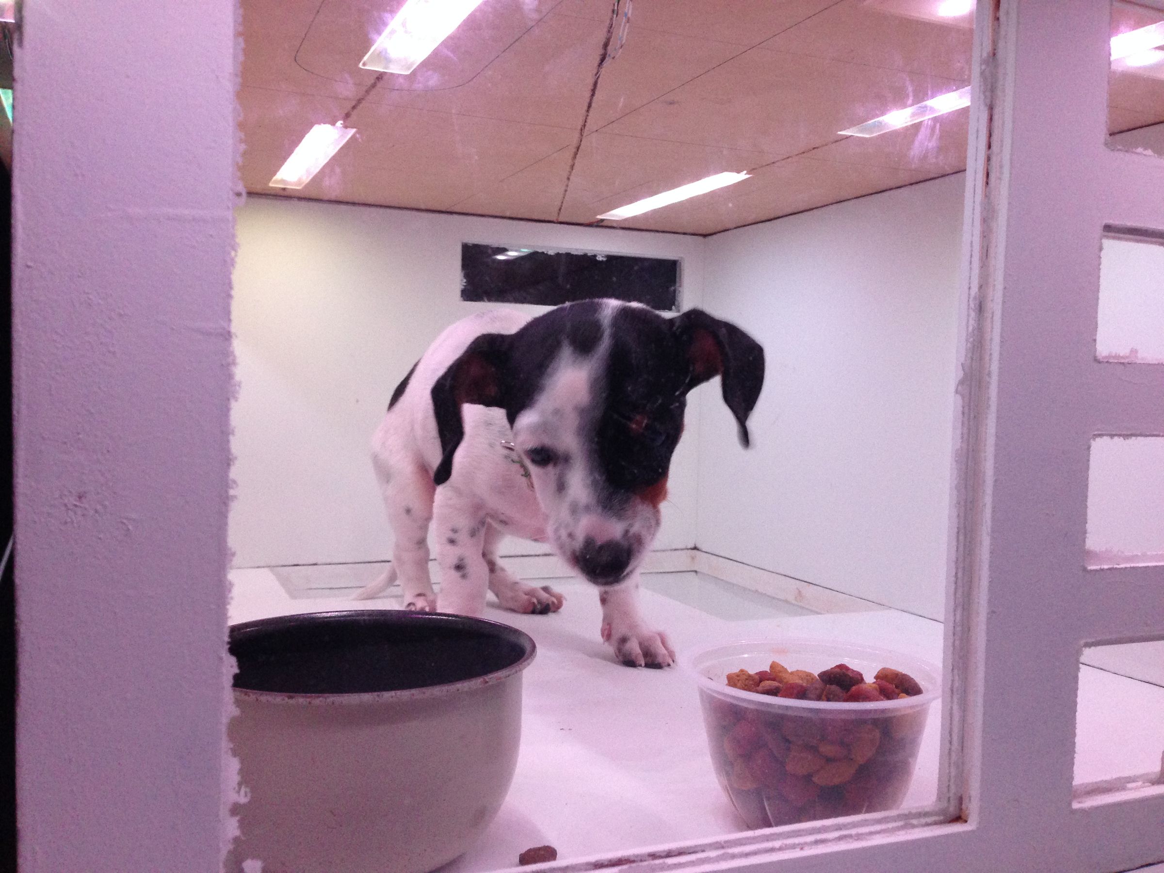 WiFi Enabled Puppy Condo 10 Steps (with Pictures) Instructables