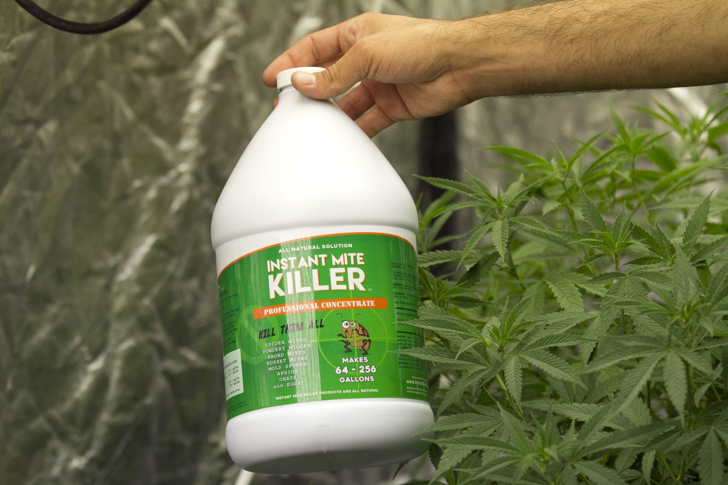 Killing Spider Mites 7 Steps (with Pictures) Instructables