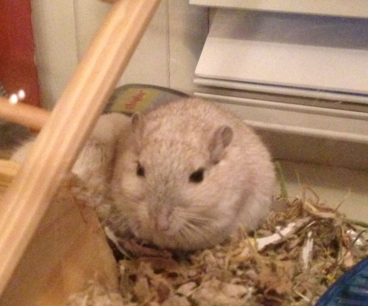 hamster treats homemade gerbil instructables hamsters thought