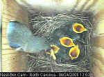DIY guide for BOX NEST FOR BIRDS WITH WEBCAM with step-by-step instructions