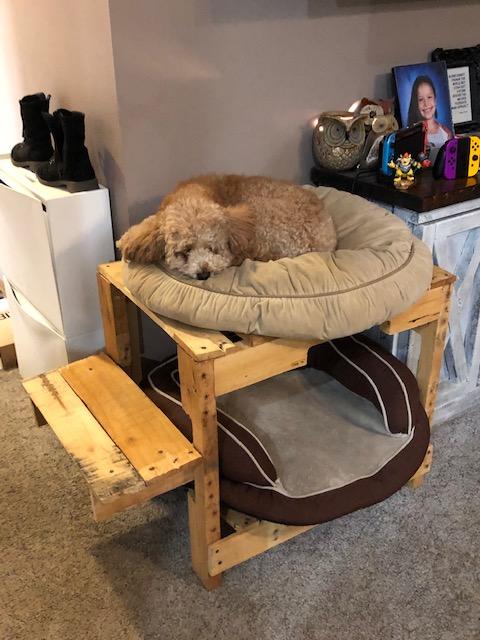 double decker dog bed