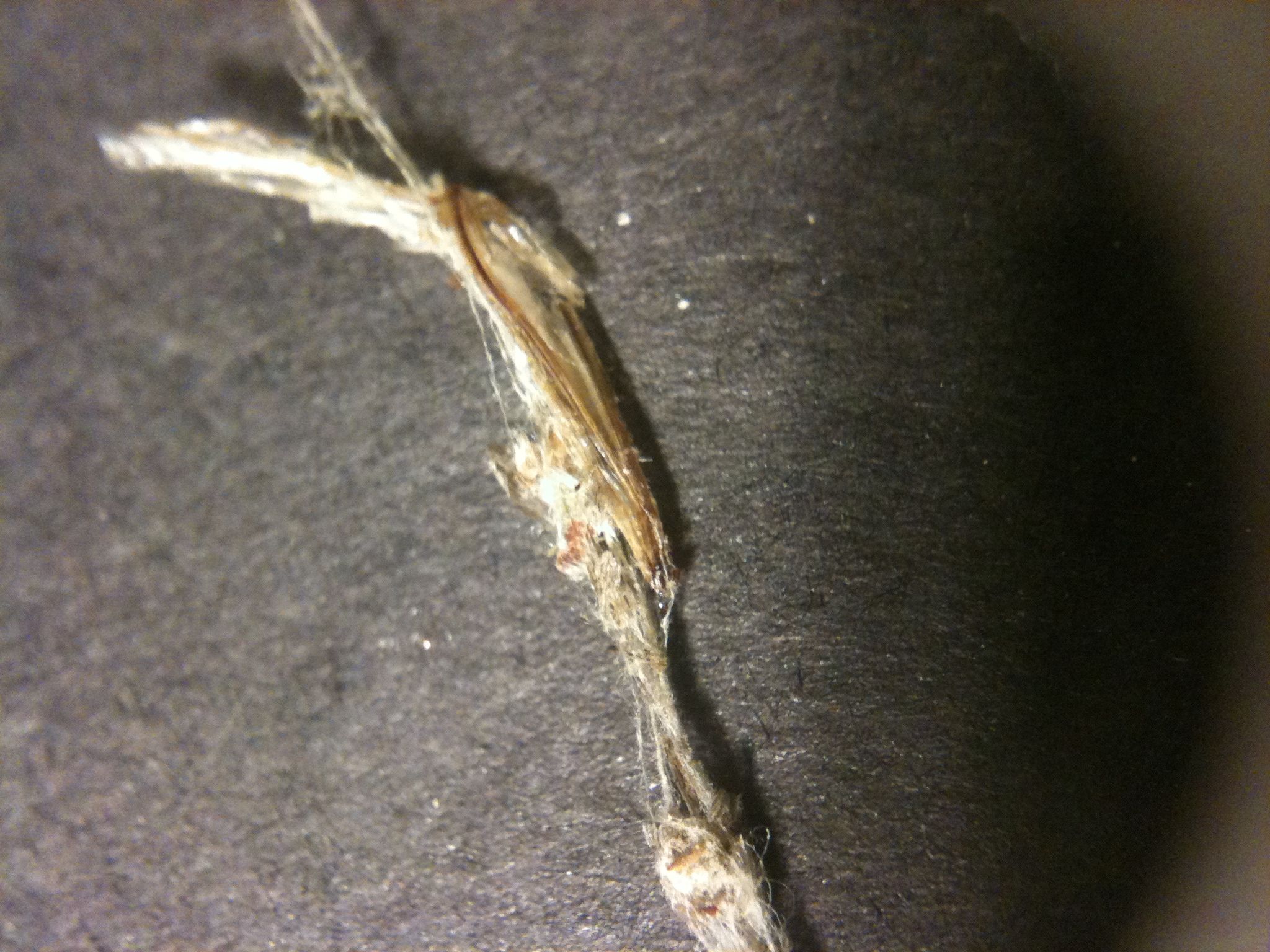 How to Make Spider Silk Thread 8 Steps (with Pictures) Instructables