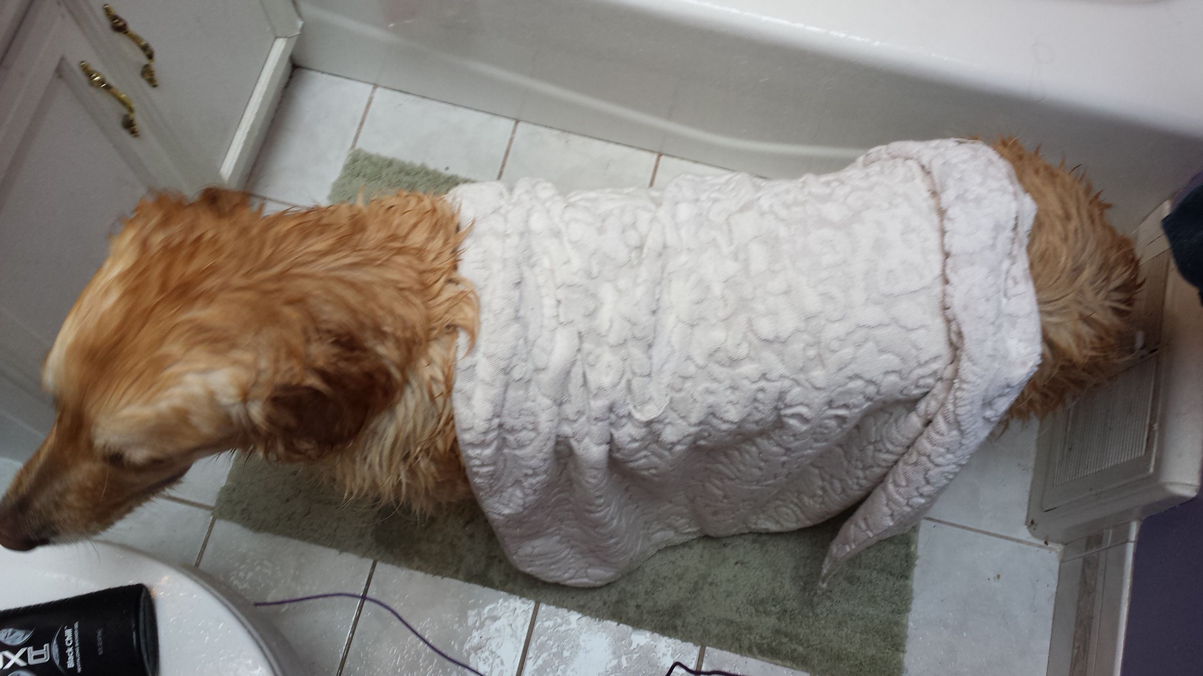How to Wash Your Dog 7 Steps (with Pictures) Instructables