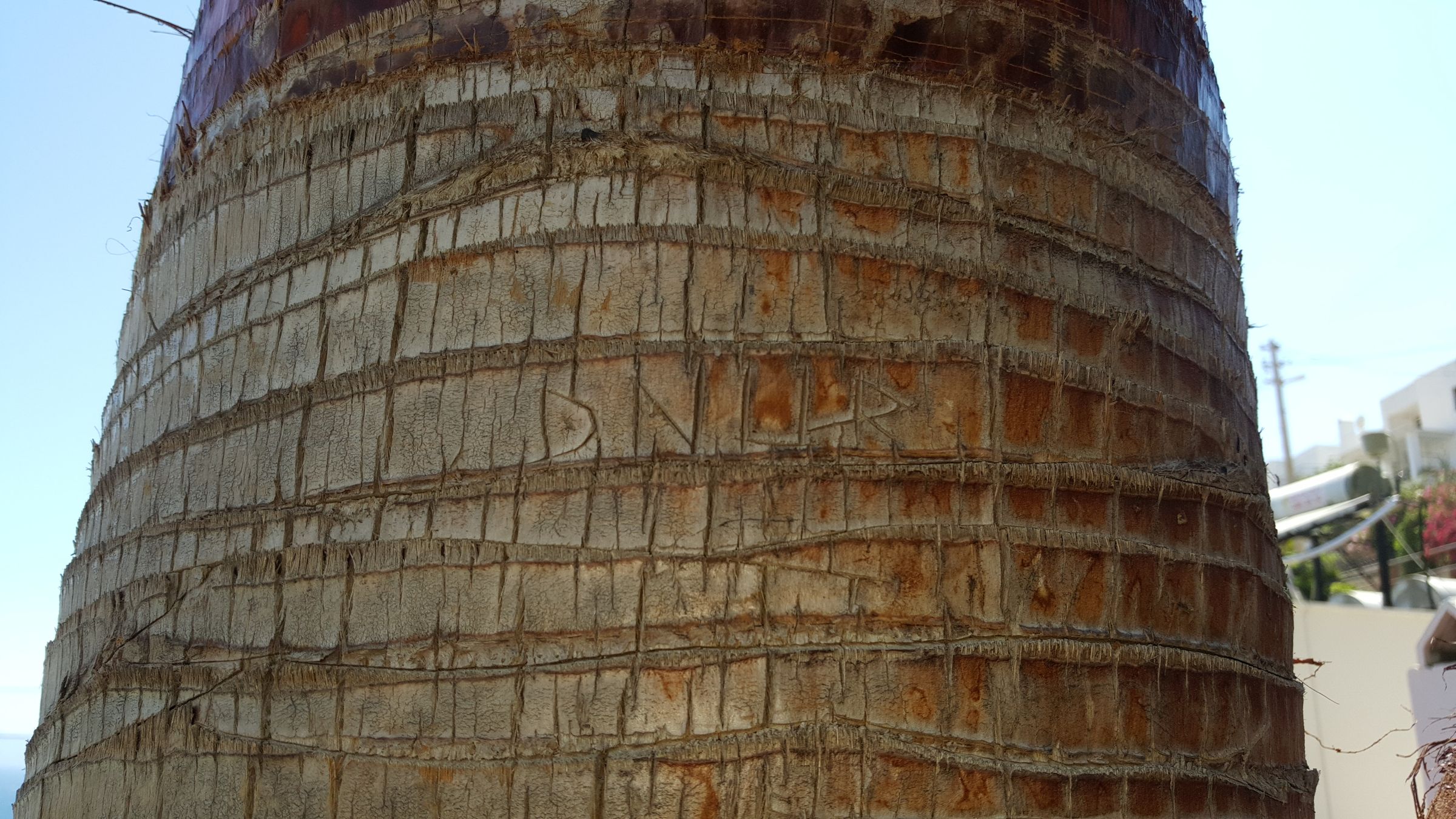 How to Cut Palm Tree's Leaves 10 Steps (with Pictures) Instructables