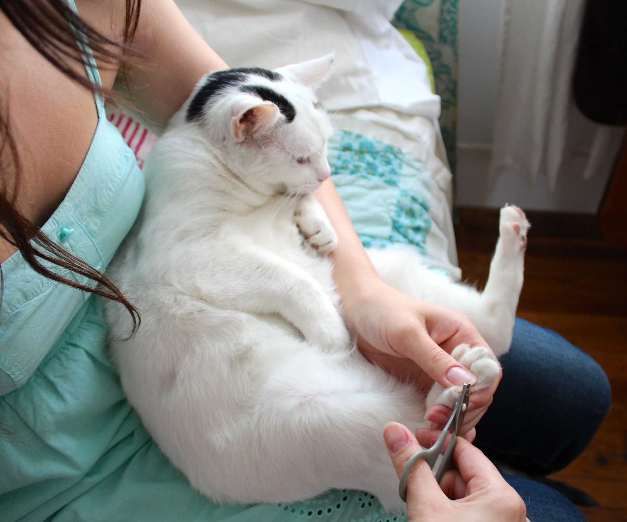 How to Trim Your Cat's Claws 4 Steps (with Pictures) Instructables