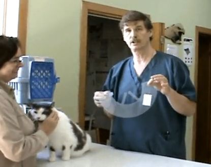putting a cone on a cat