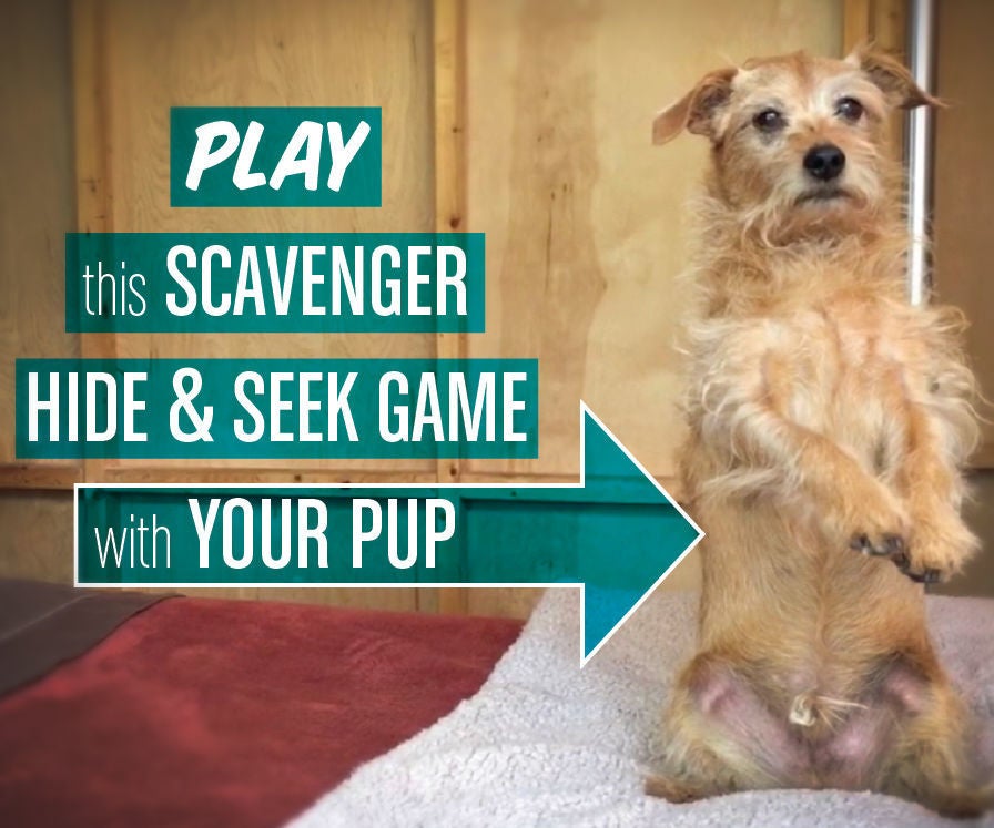 Scavenger "Hide & Seek" Game for Dogs 4 Steps (with Pictures