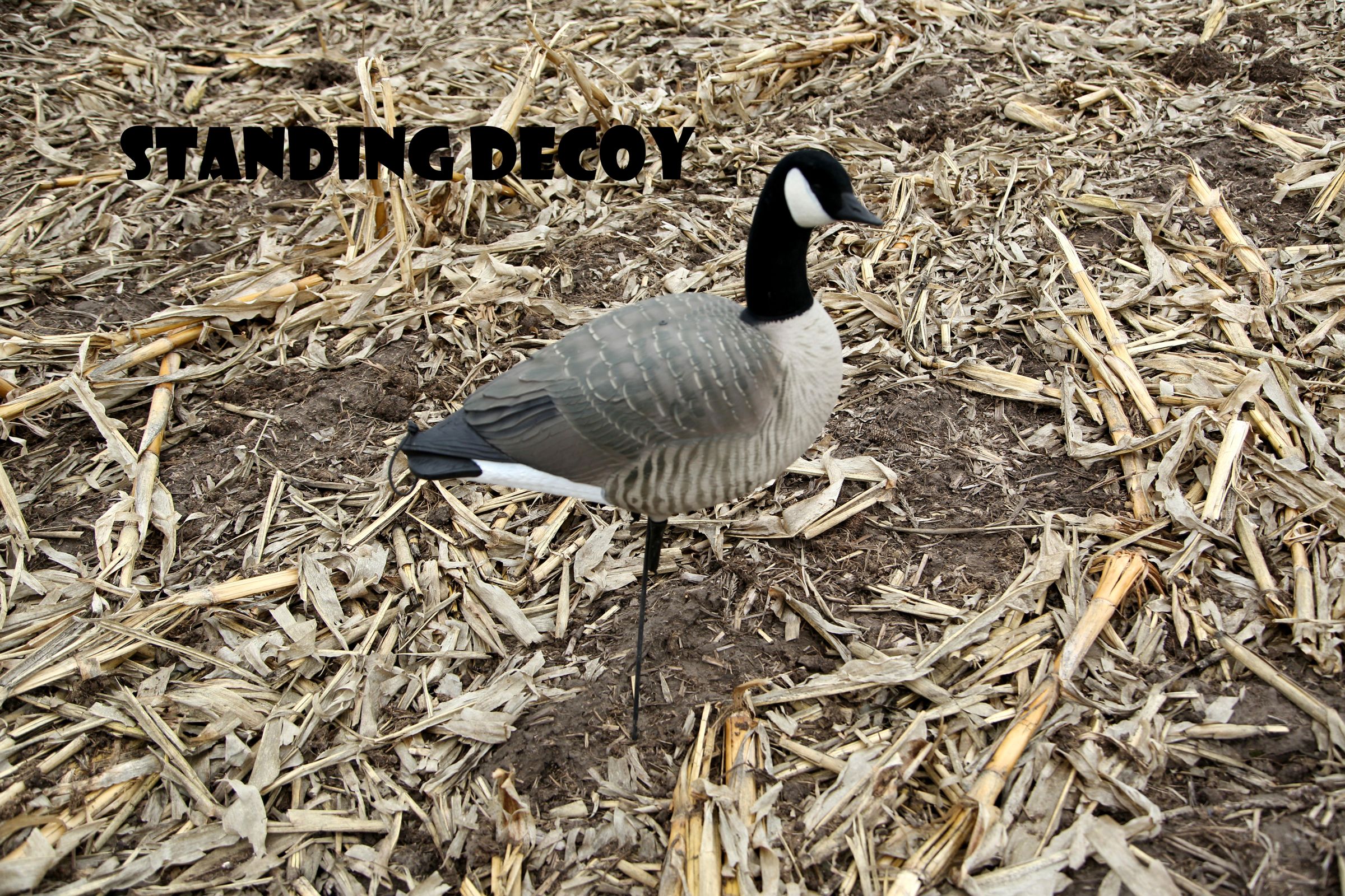 How to Set Up Goose Decoys 7 Steps Instructables