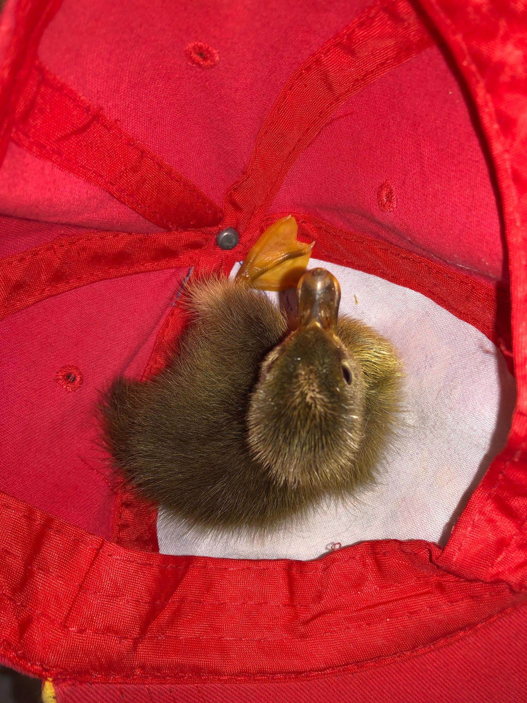 Ducky Diapers 6 Steps Instructables