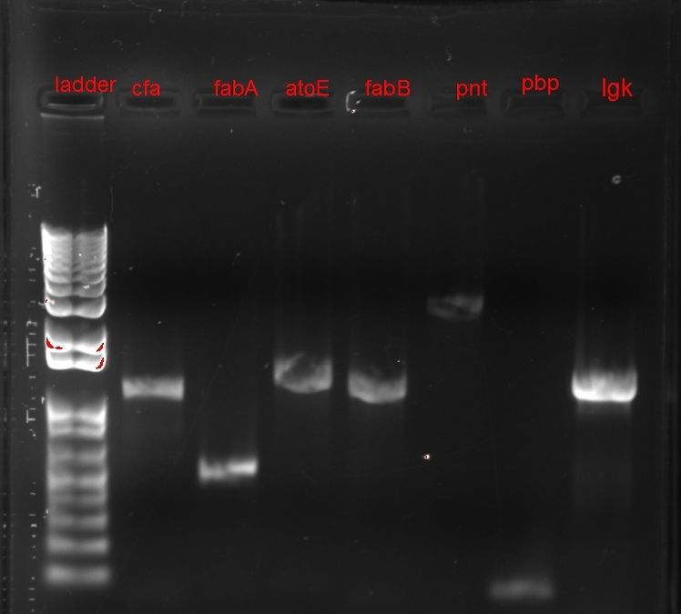 How to Prepare an Electrophoresis Argarose Gel 6 Steps (with Pictures