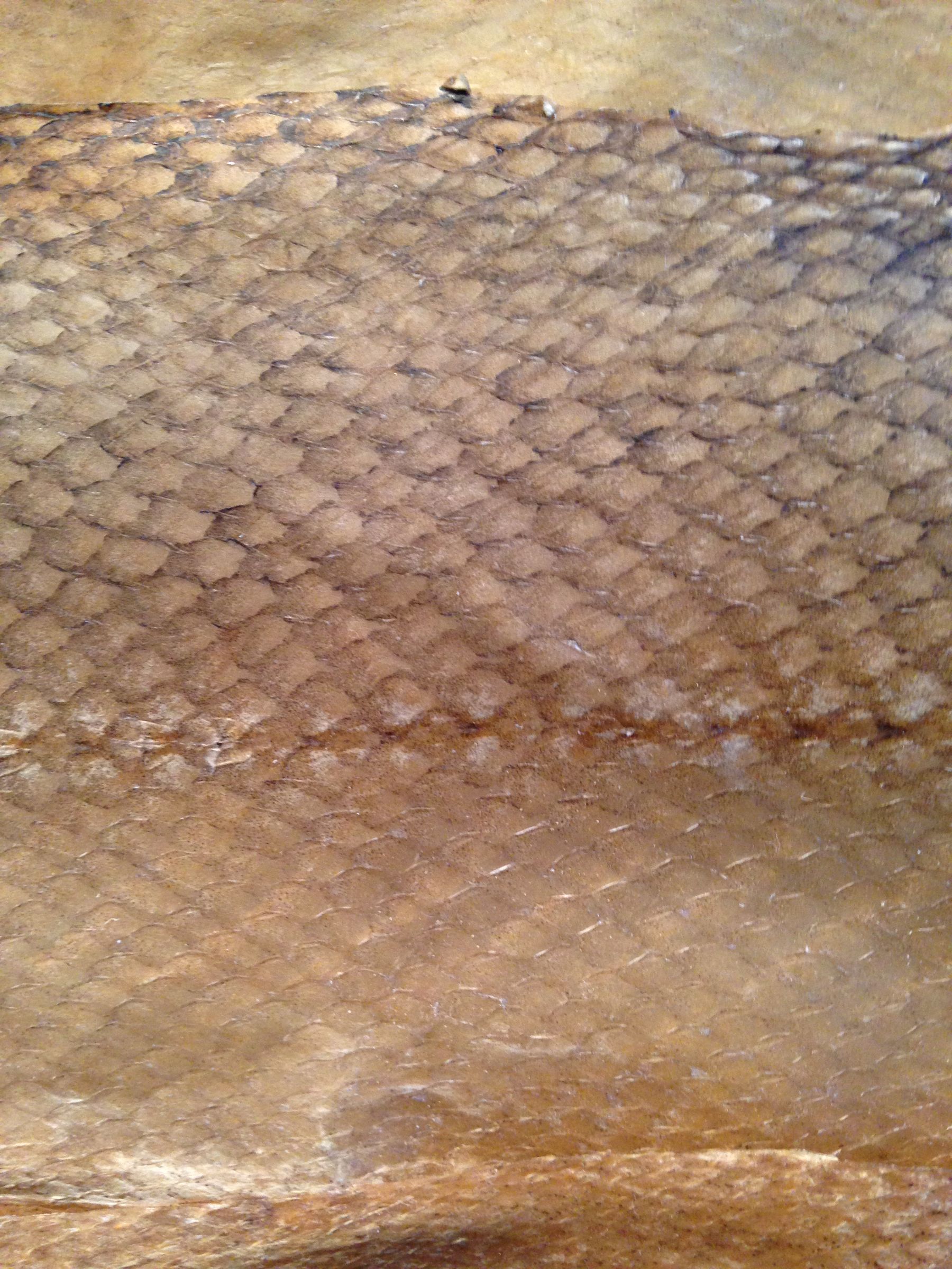 Urine Tanned Salmon Leather 8 Steps (with Pictures) Instructables