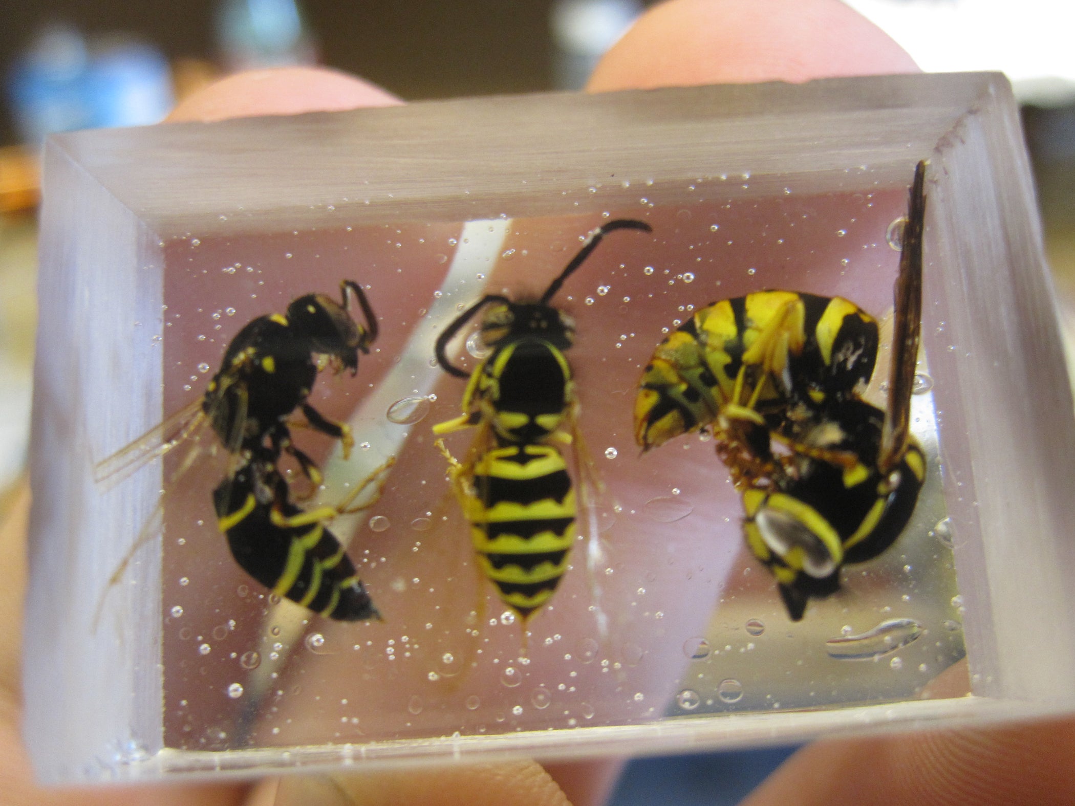 How to Encapsulate Insects in Resin Instructables