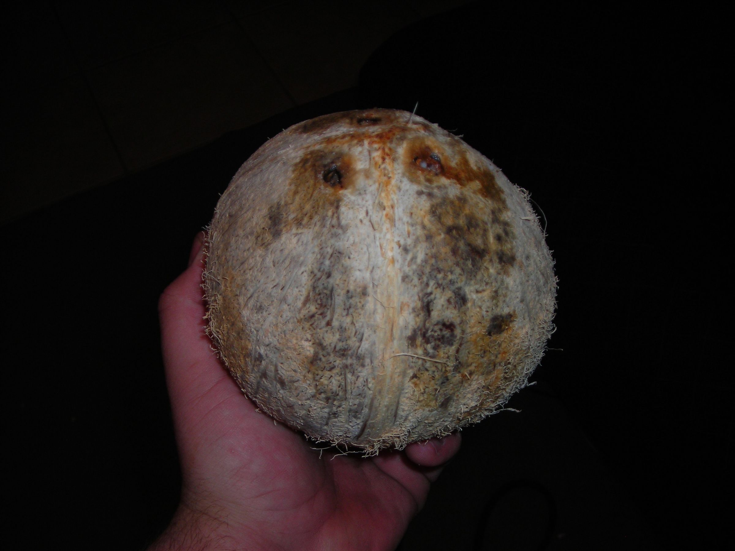 How To Coconut Bowl 5 Steps (with Pictures) Instructables