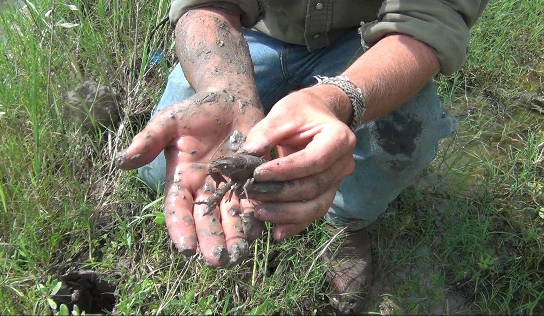 How to Dig Up Crawfish! Aka Crawdads, Crayfish, Mudbugs, Crays