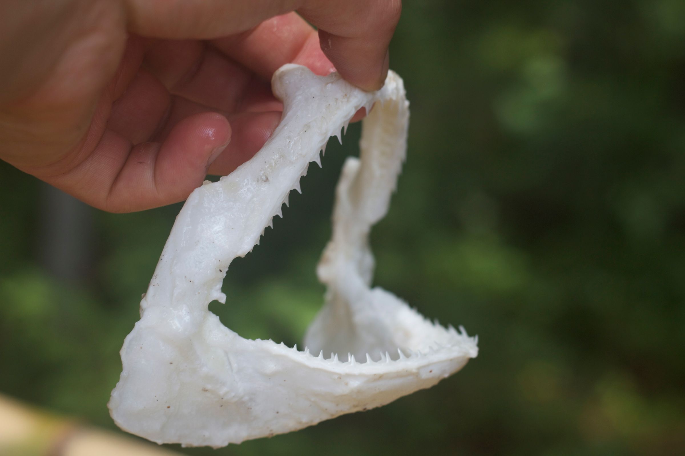 Preserving Shark Jaws and Skin From Start to Finish 9 Steps (with