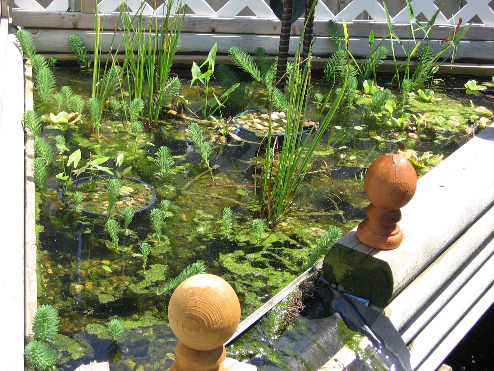 Pond Plants on the Cheap