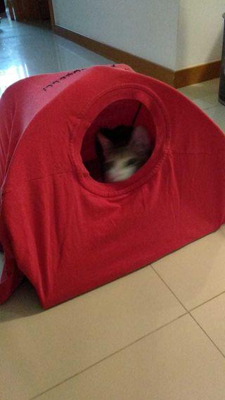 DIY Cat Tent