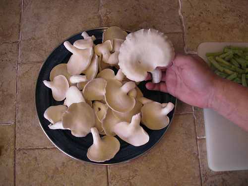 Oyster Mushrooms In A Laundry Basket 9 Steps With Pictures Instructables