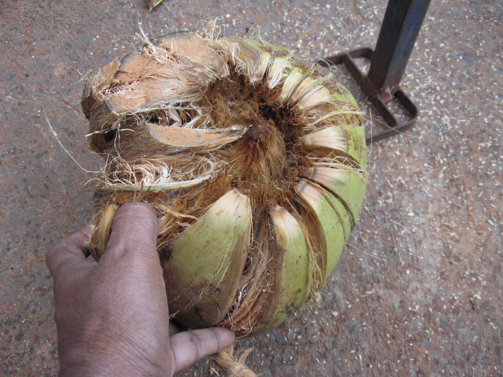 How to Husk Coconut Using Localmade Tool 3 Steps (with Pictures