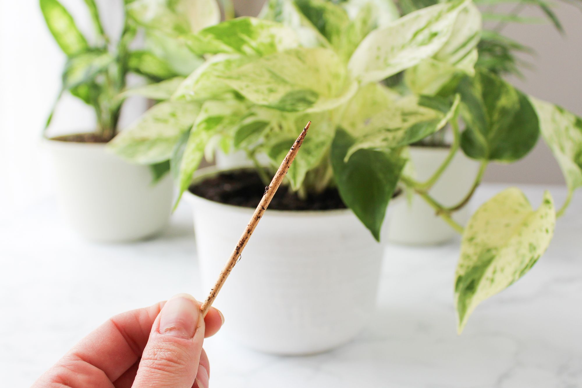 How and When to Water Your Houseplants 8 Steps (with Pictures