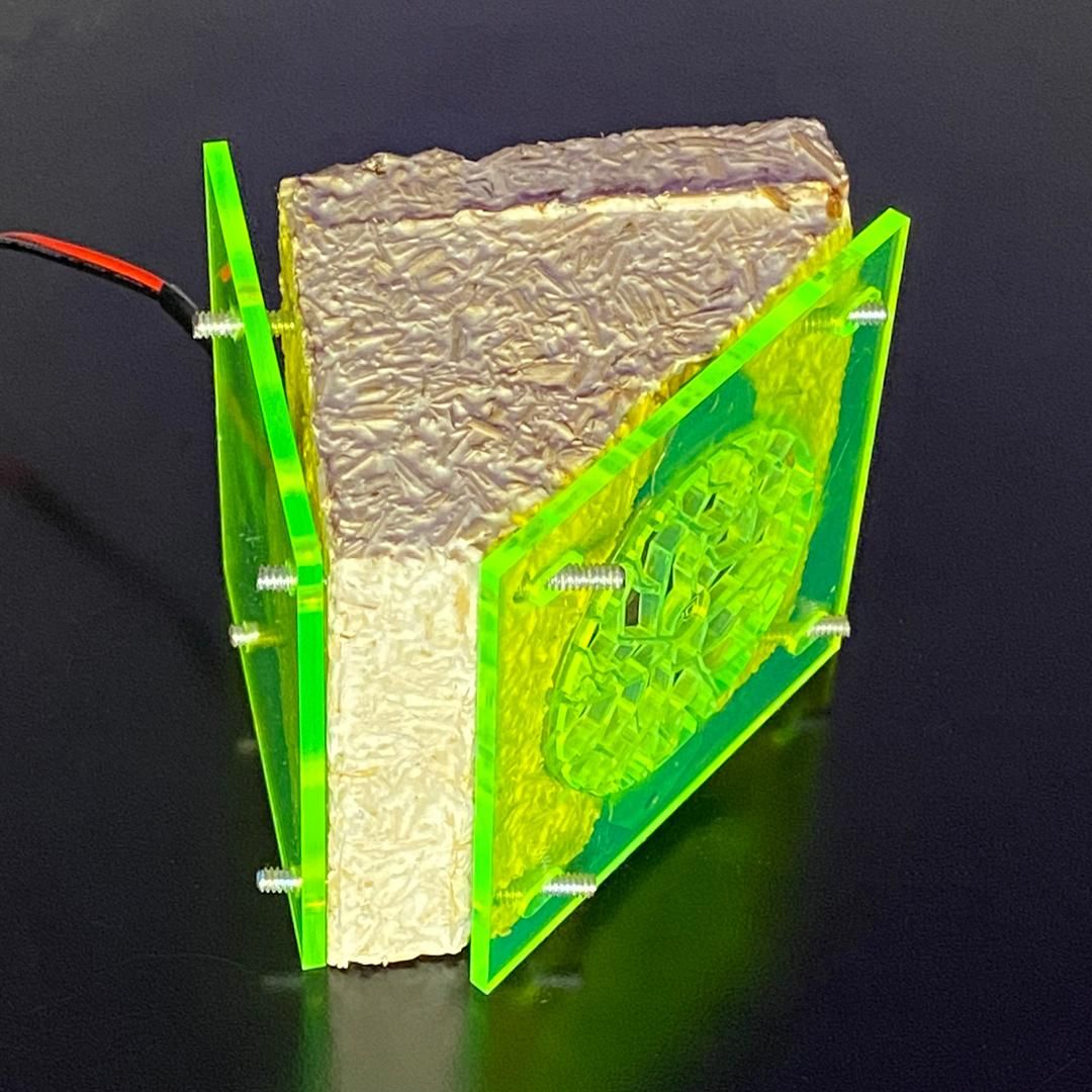 Make Your Own Speakers Out of Mycelium 9 Steps (with Pictures