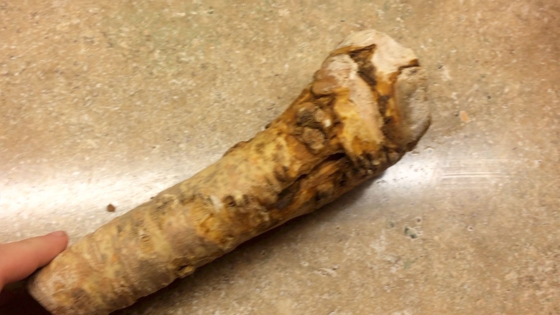 How to Grow Horseradish From a Root You Buy at the Grocery Store 5