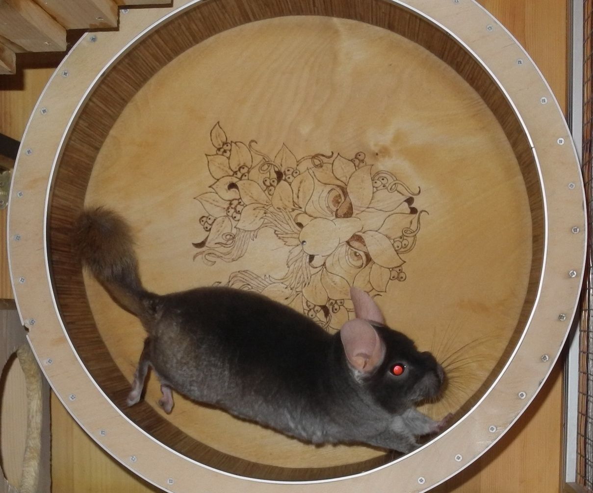 Chinchilla Exercise Wheel 4 Steps (with Pictures) Instructables