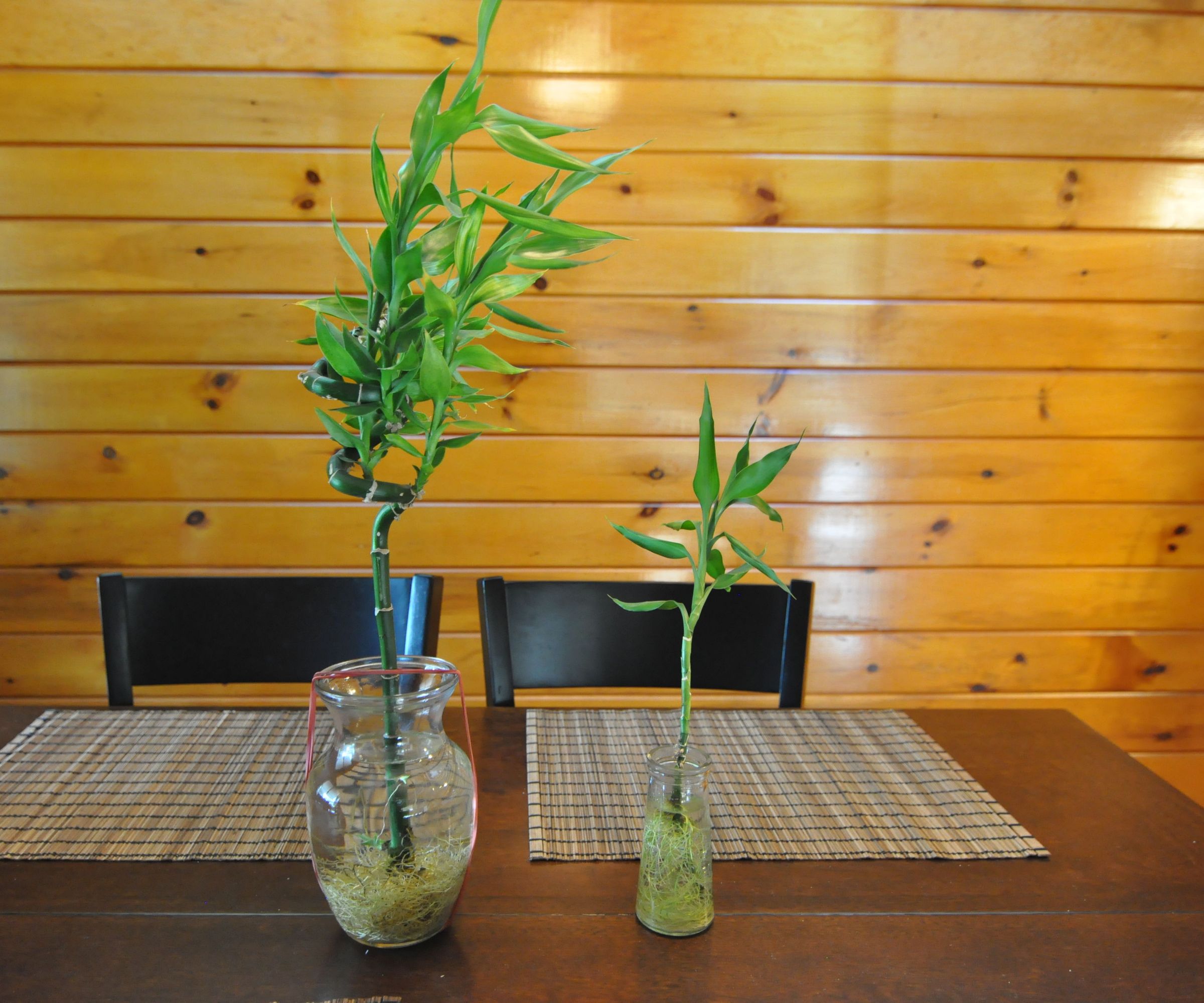 Cloning Your Bamboo