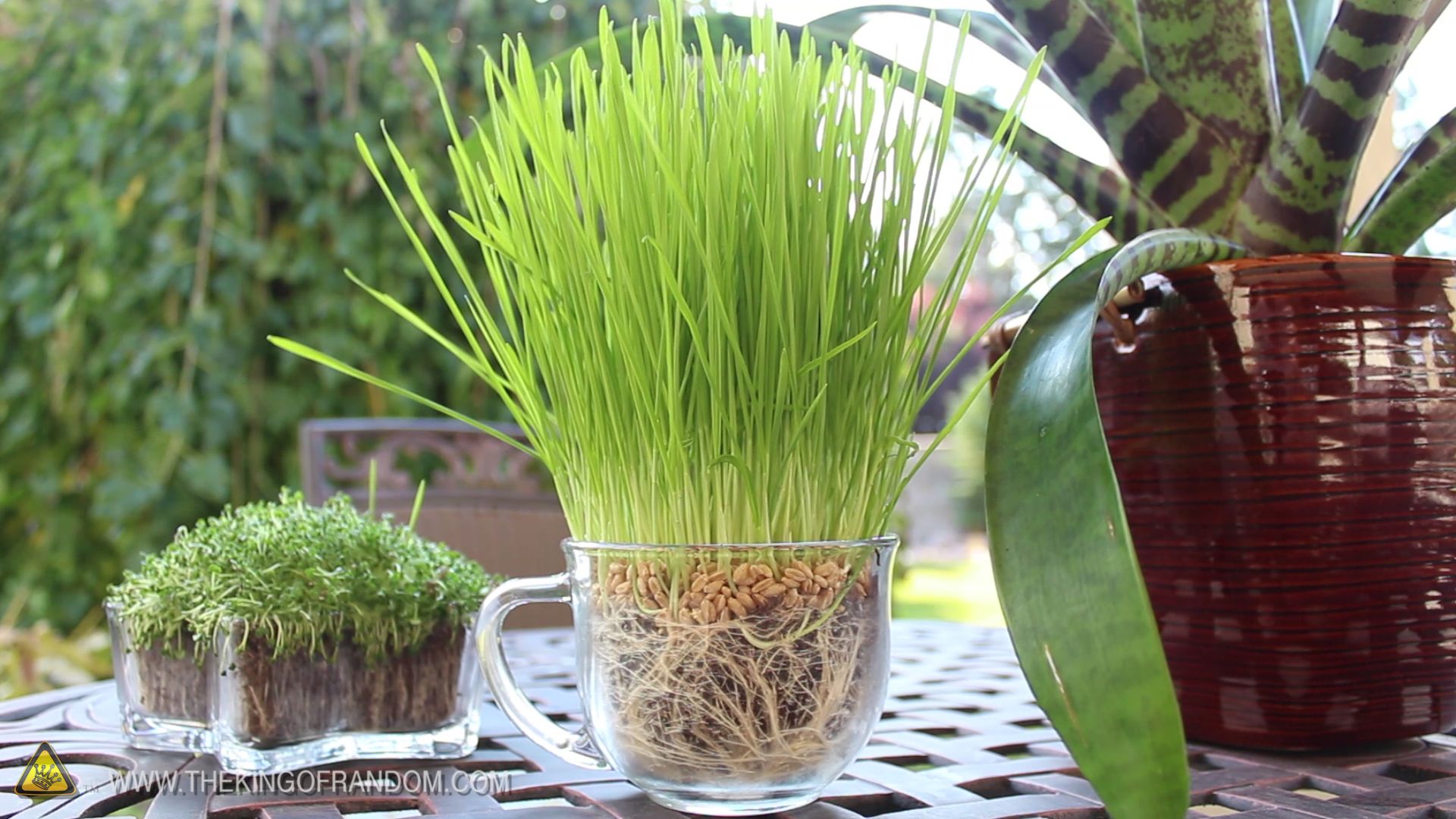 Diapers Help Your Plants Grow! 6 Steps (with Pictures) Instructables