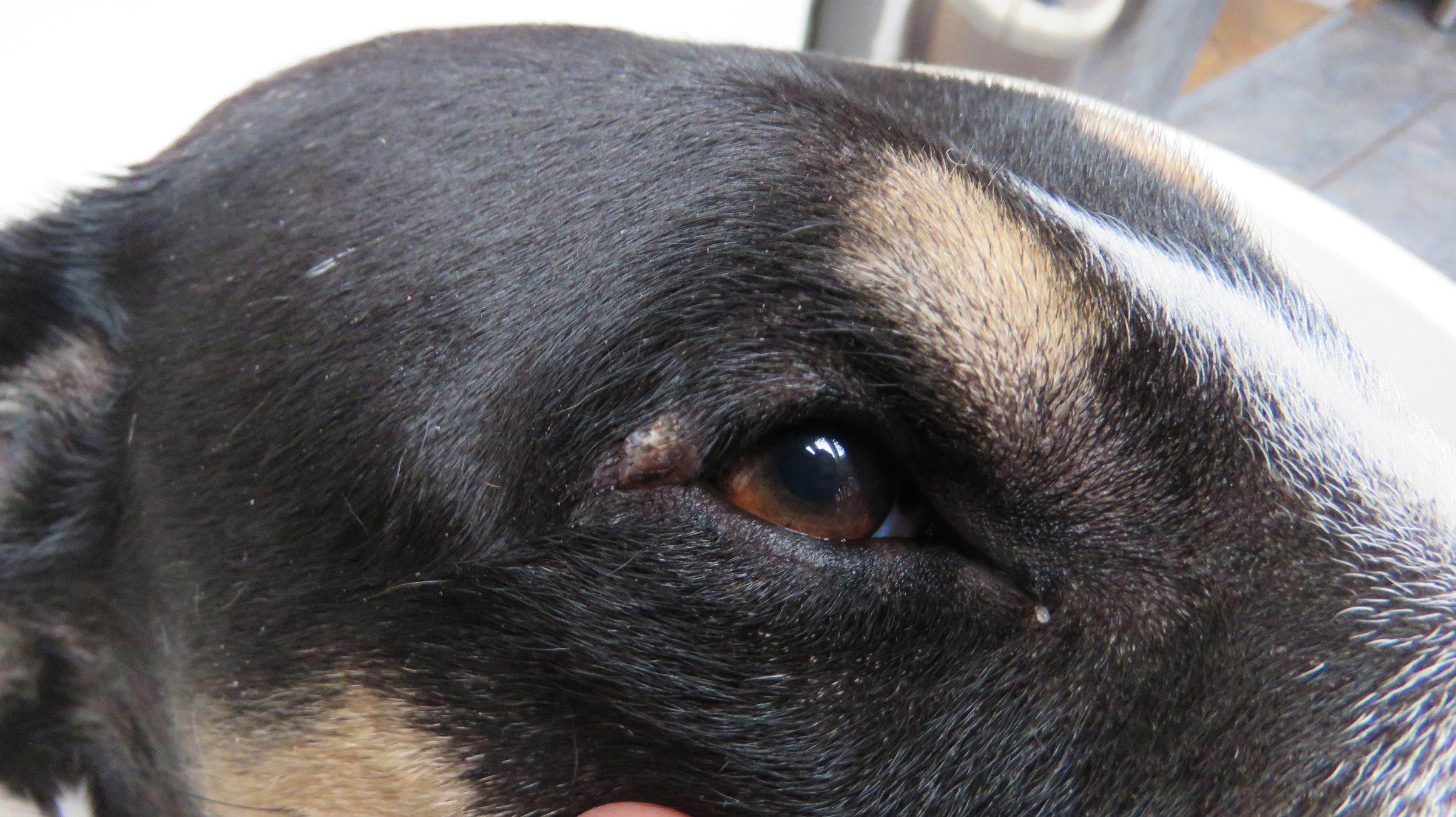 How to Remove Warts, Growths and Skin Tags With Nail Polish / Varnish