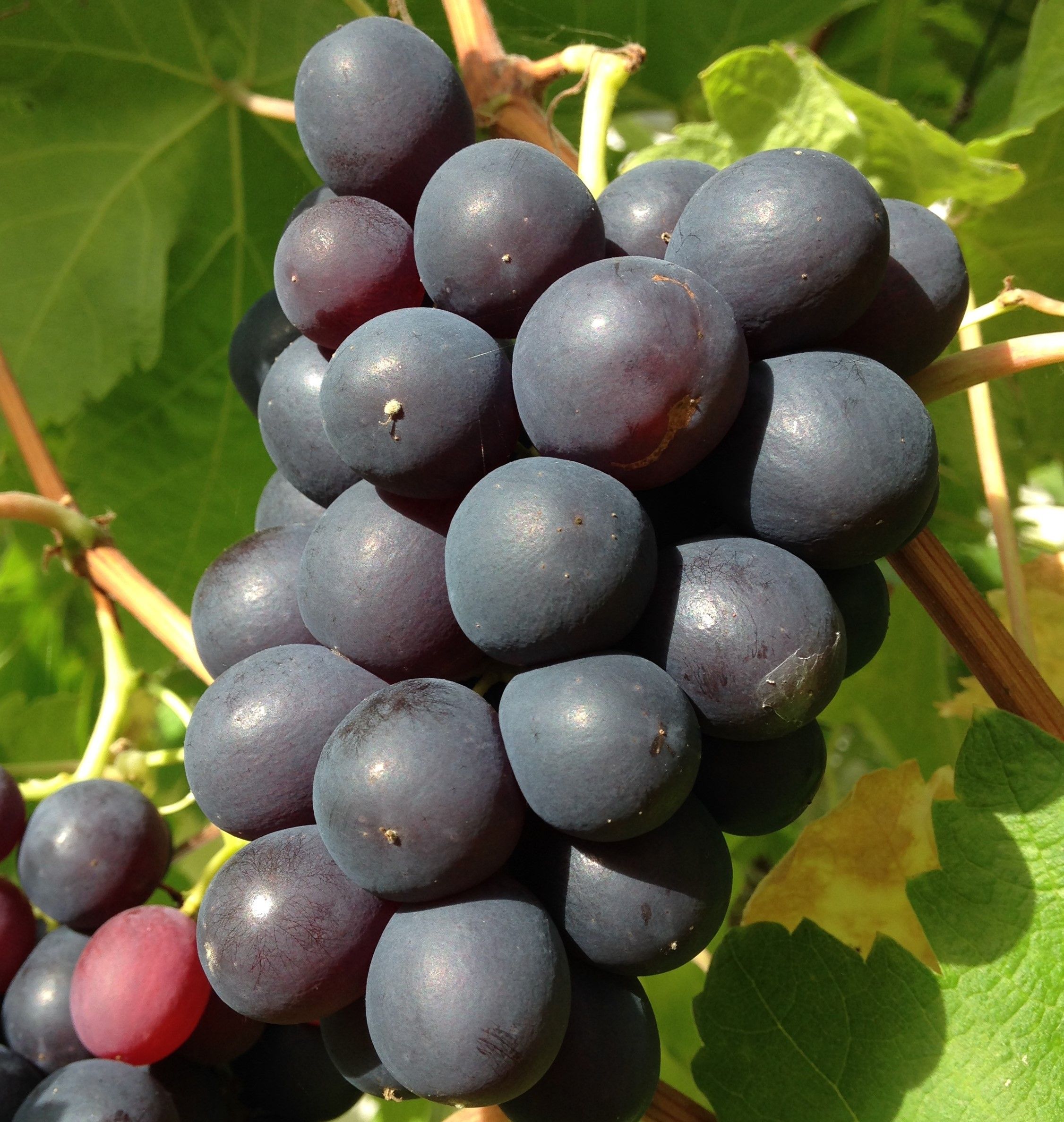 How to Make Your Own Wine From Grapes at Home 20 Steps (with Pictures