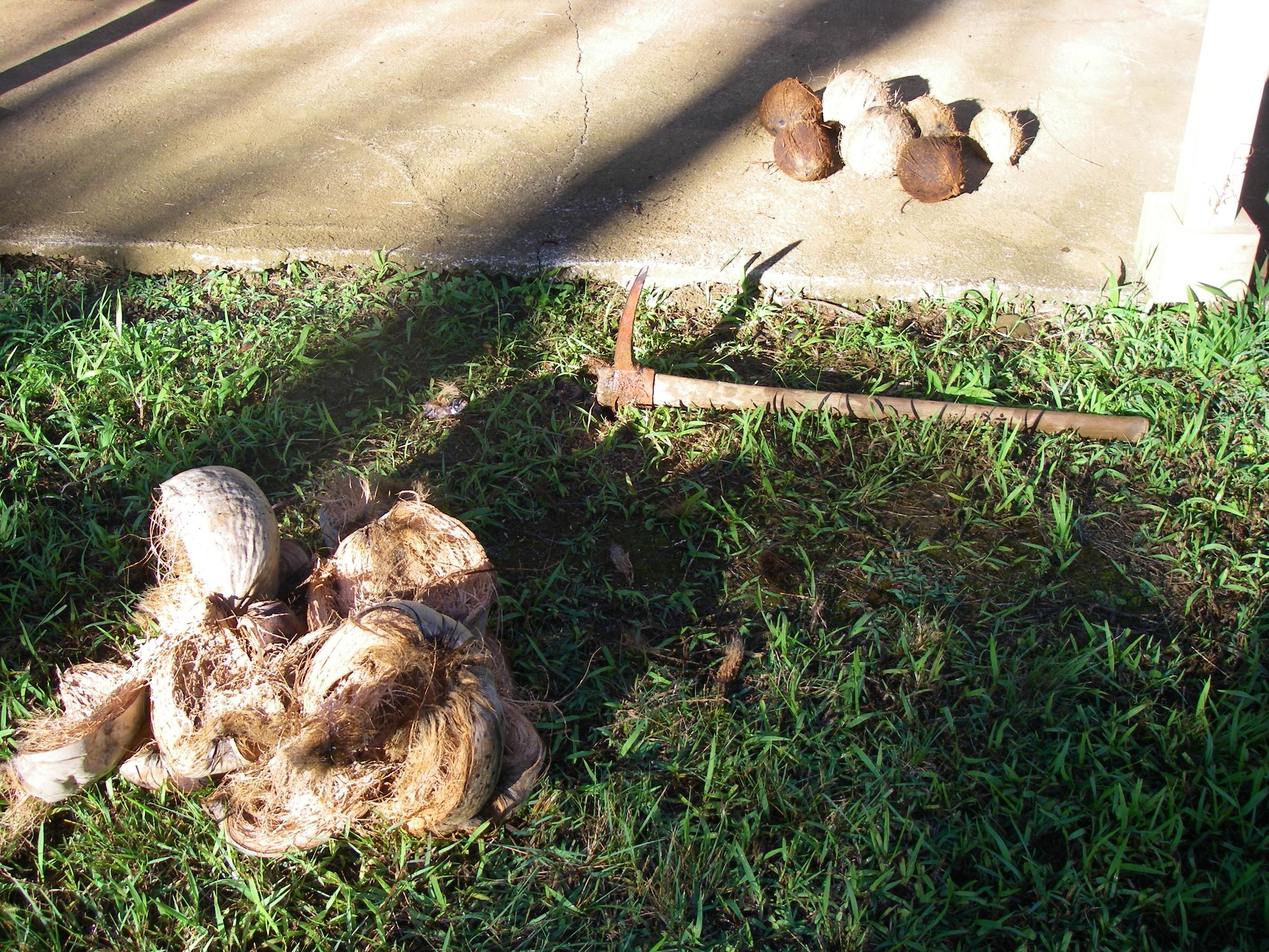 Husk a Coconut; Make Coconut Milk 10 Steps (with Pictures