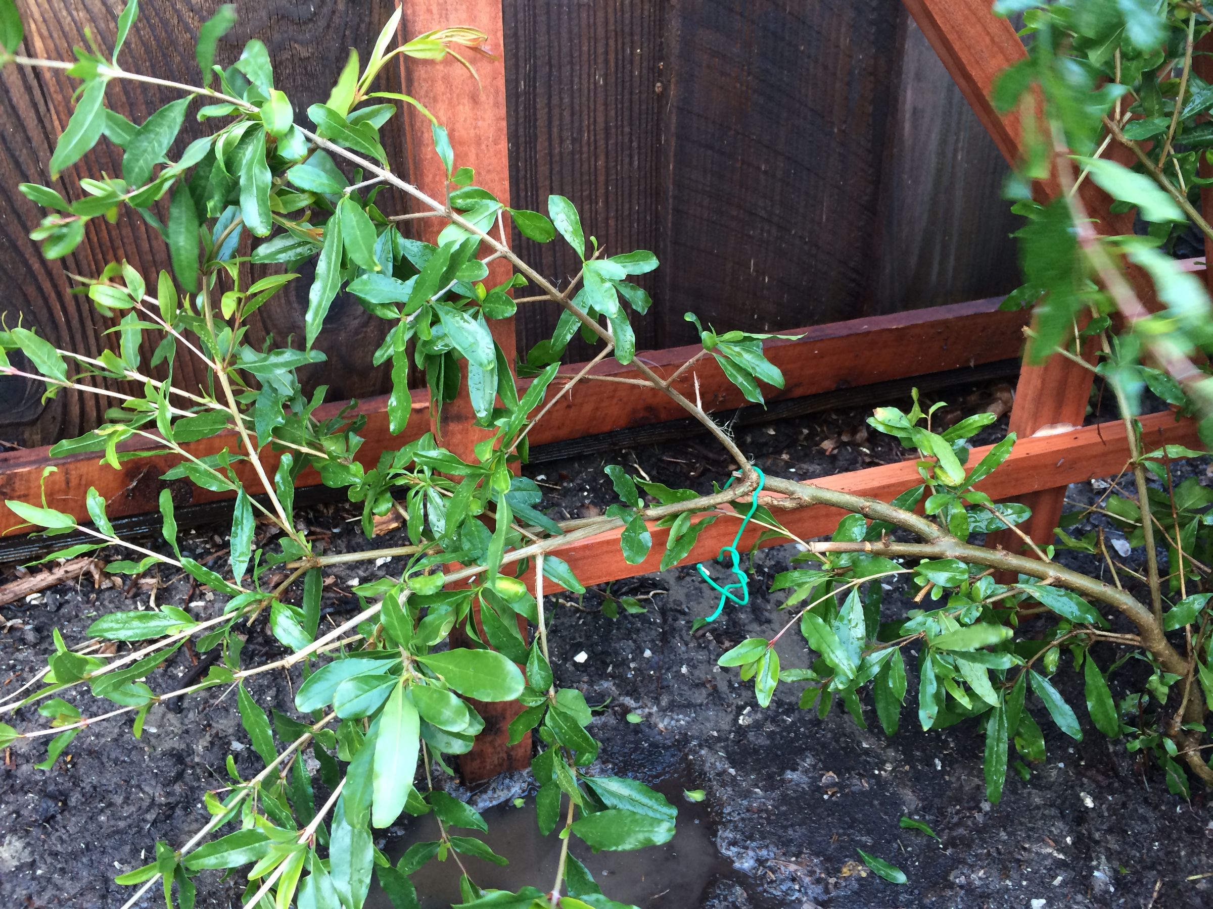 Big Bush, Small Space How to Espalier a Pomegranate Bush 10 Steps