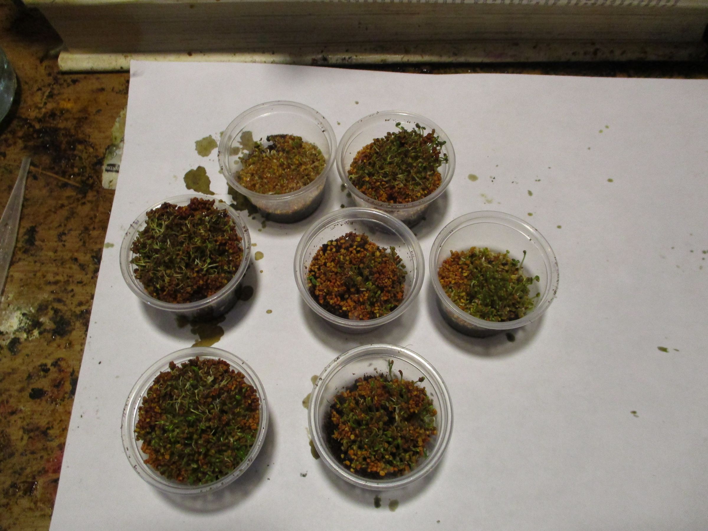 Can Uranium Ore Kill You How Dangerous Would It Be To Have A Piece Of