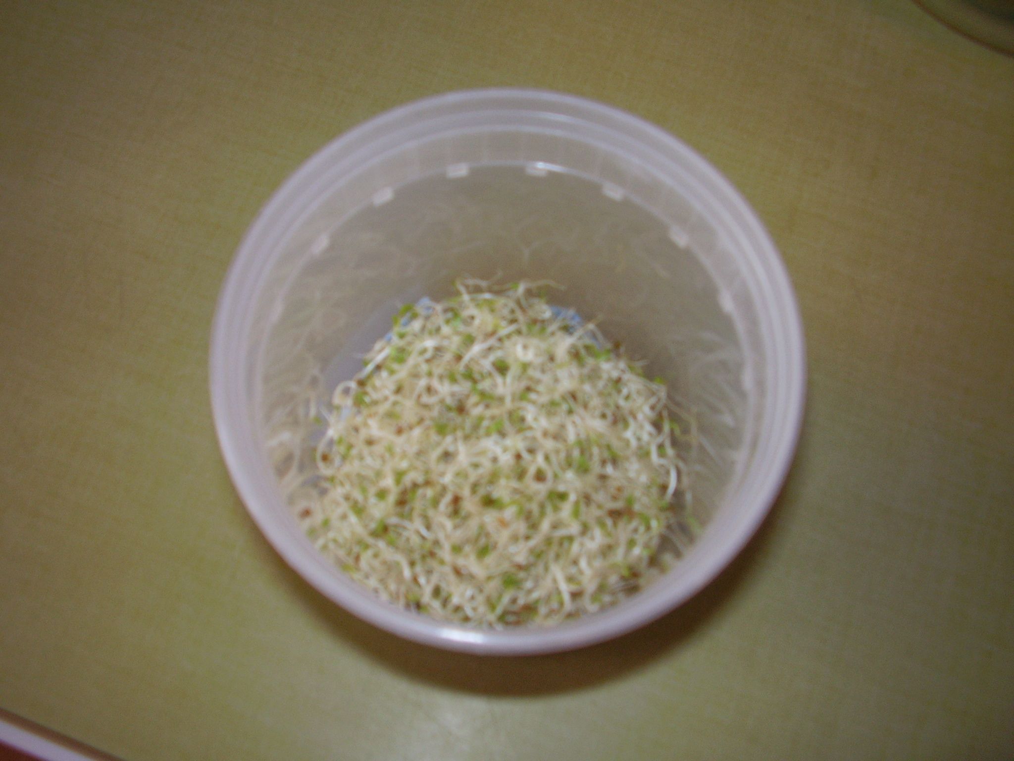 How to Make & Use a SeedSprouting Bag 5 Steps (with Pictures