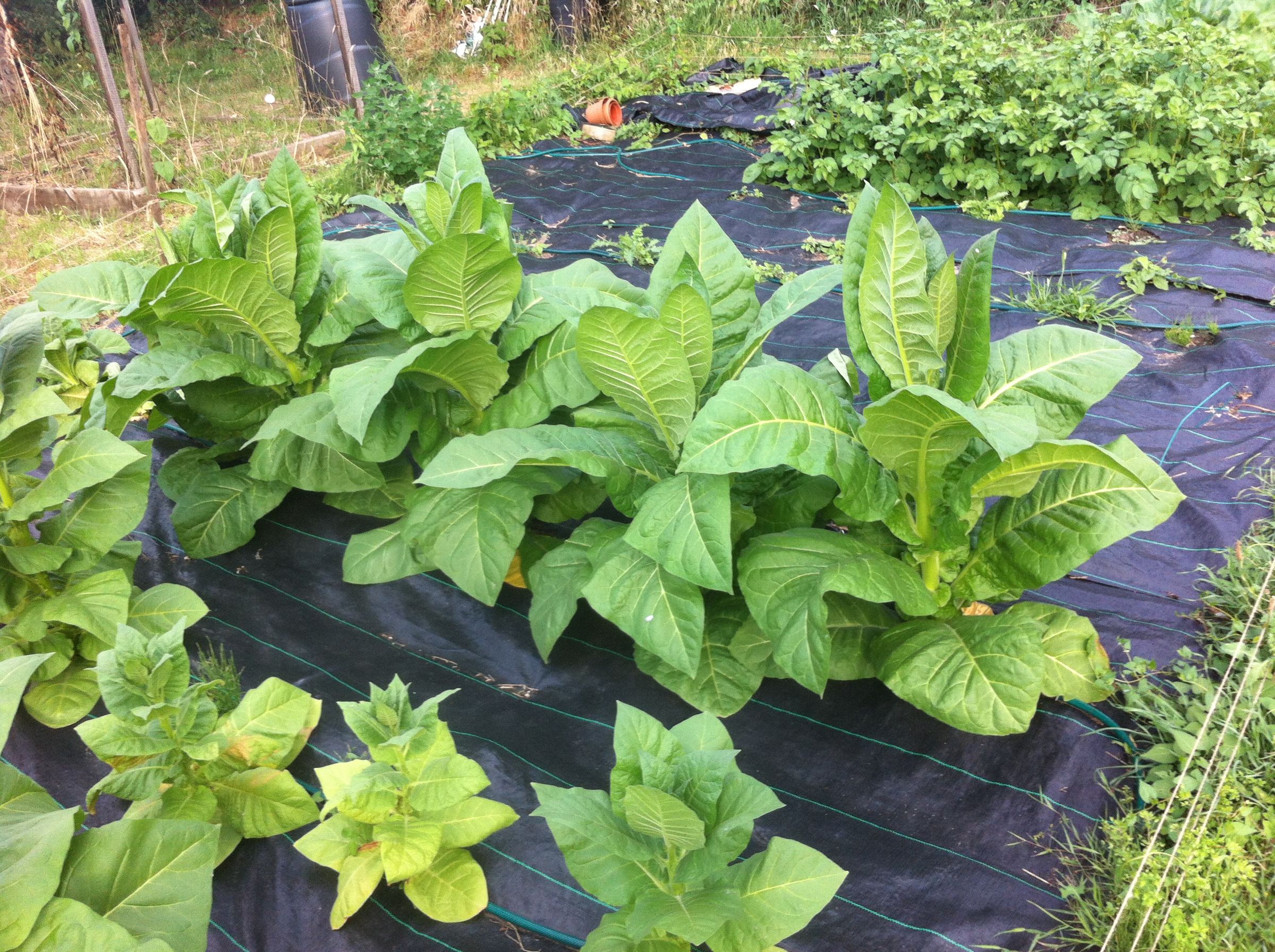 Growing Tobacco 6 Steps With Pictures Instructables