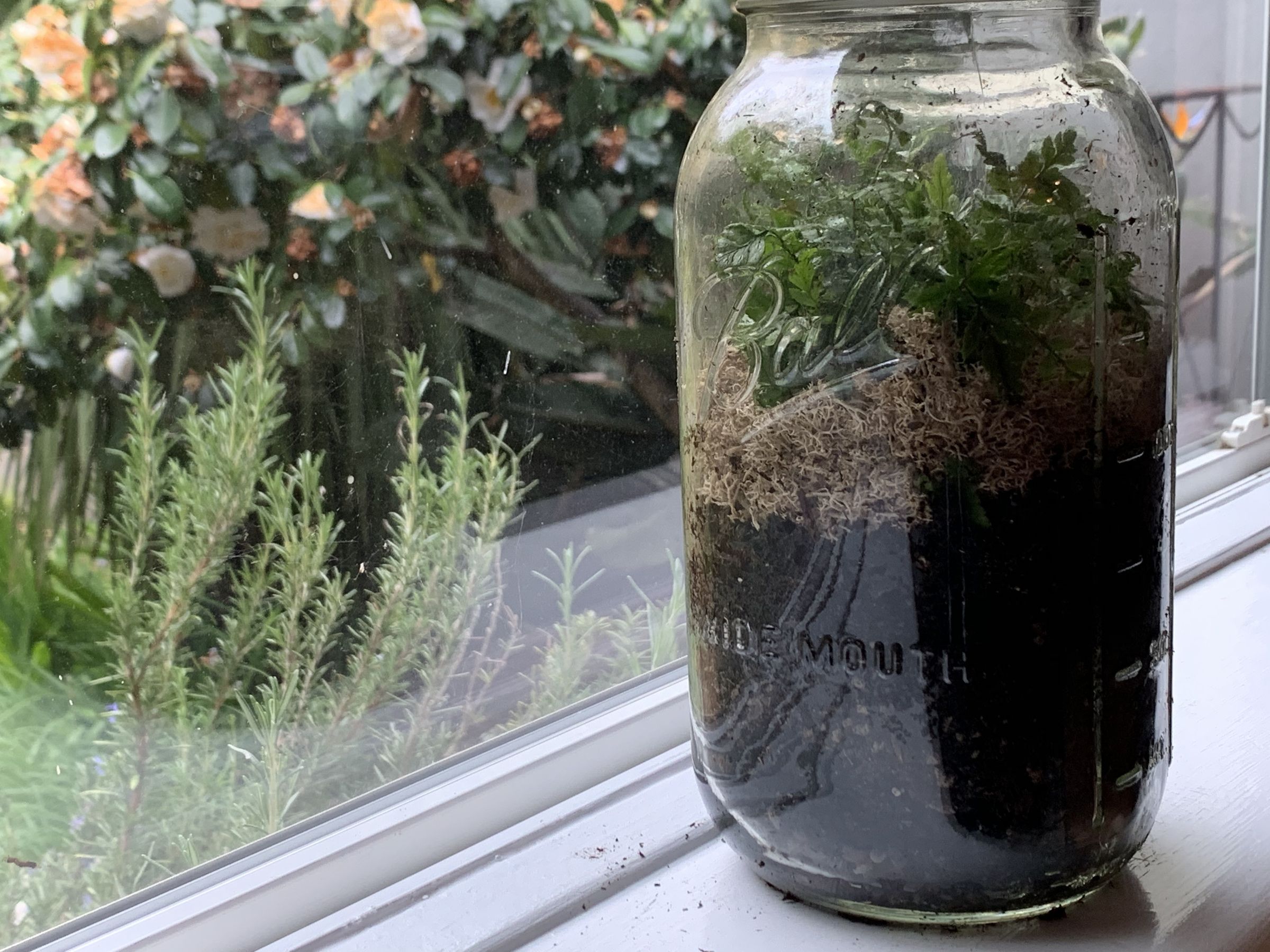 DIY Sealed Terrarium (3 Steps With Pictures) 3 Steps Instructables