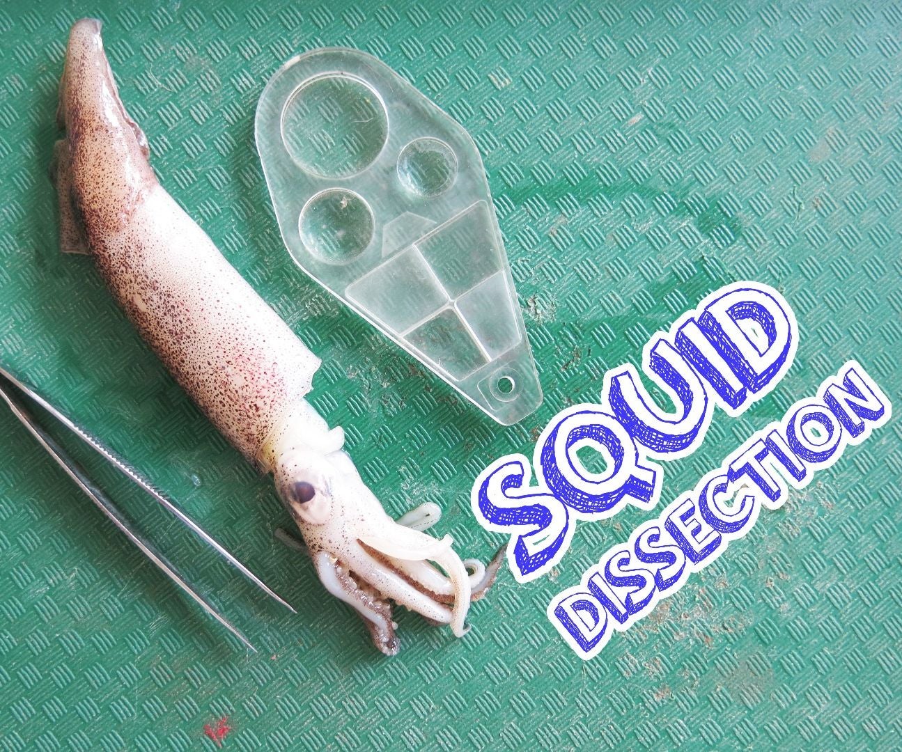 Squid Dissection 11 Steps (with Pictures) Instructables