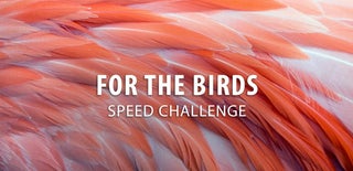 For the Birds Speed Challenge
