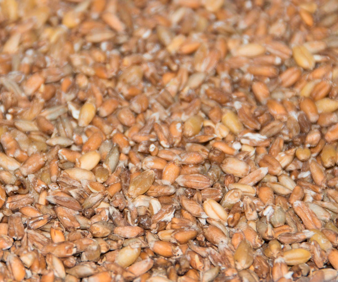 Homemade Sprouted Whole Grains 3 Steps (with Pictures) Instructables
