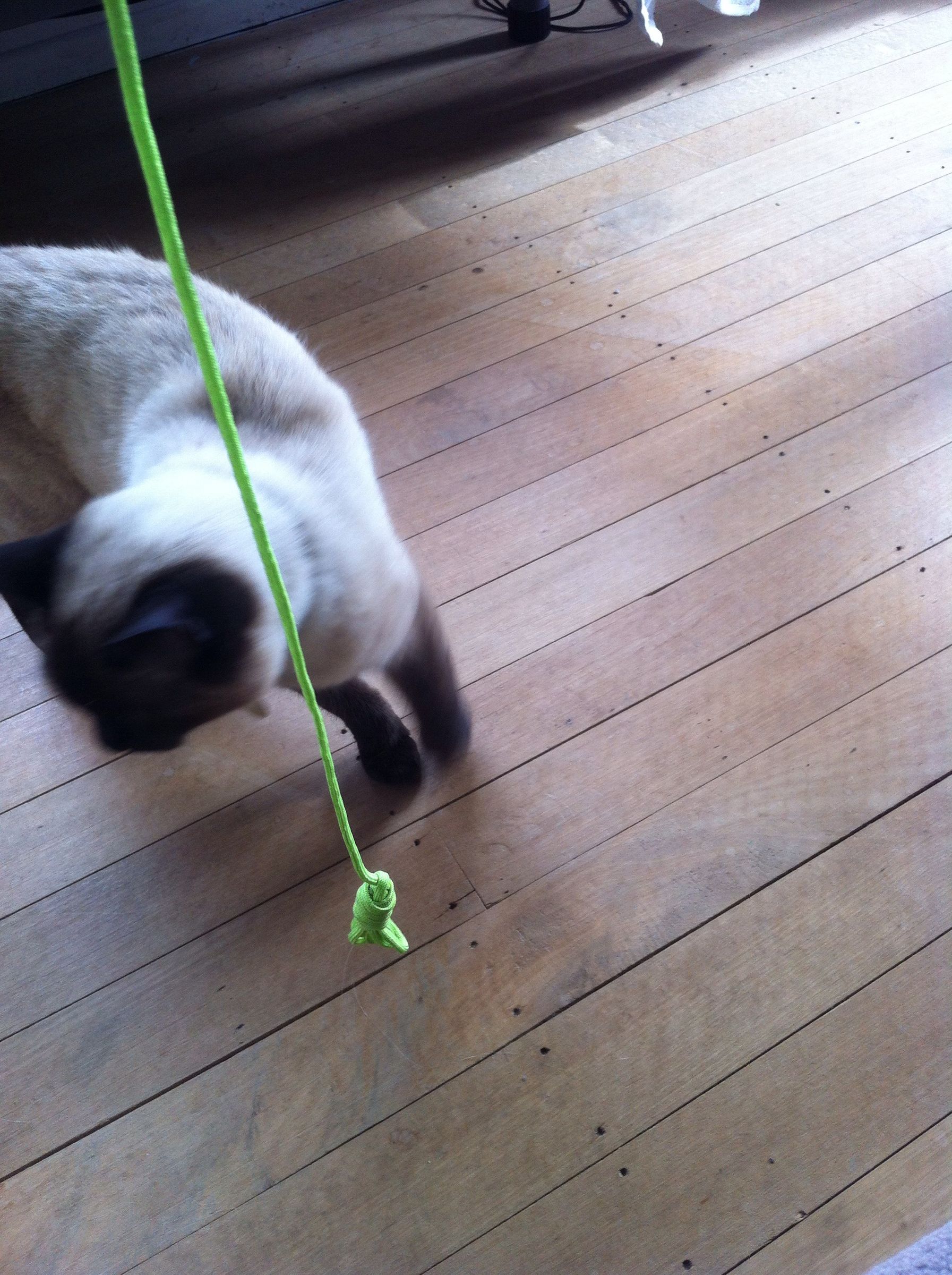Paracord Cat Toy 5 Steps Instructables