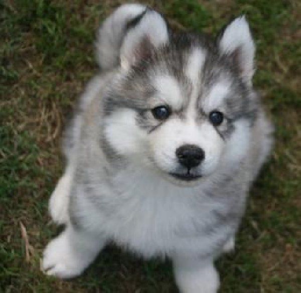 random dog breed selector