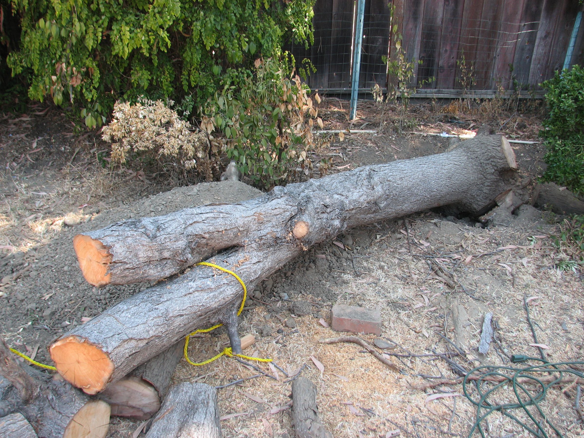 Dead Tree, 37 Gifts 5 Steps (with Pictures) Instructables