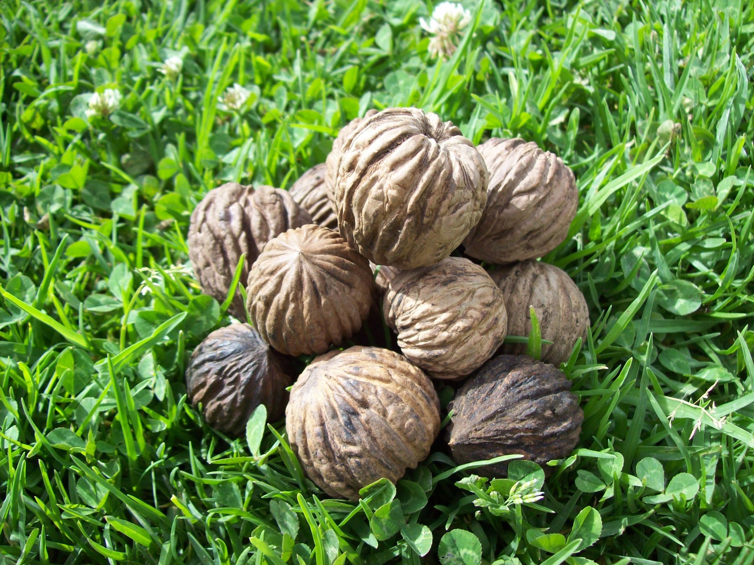 Walnut Season. Instructables