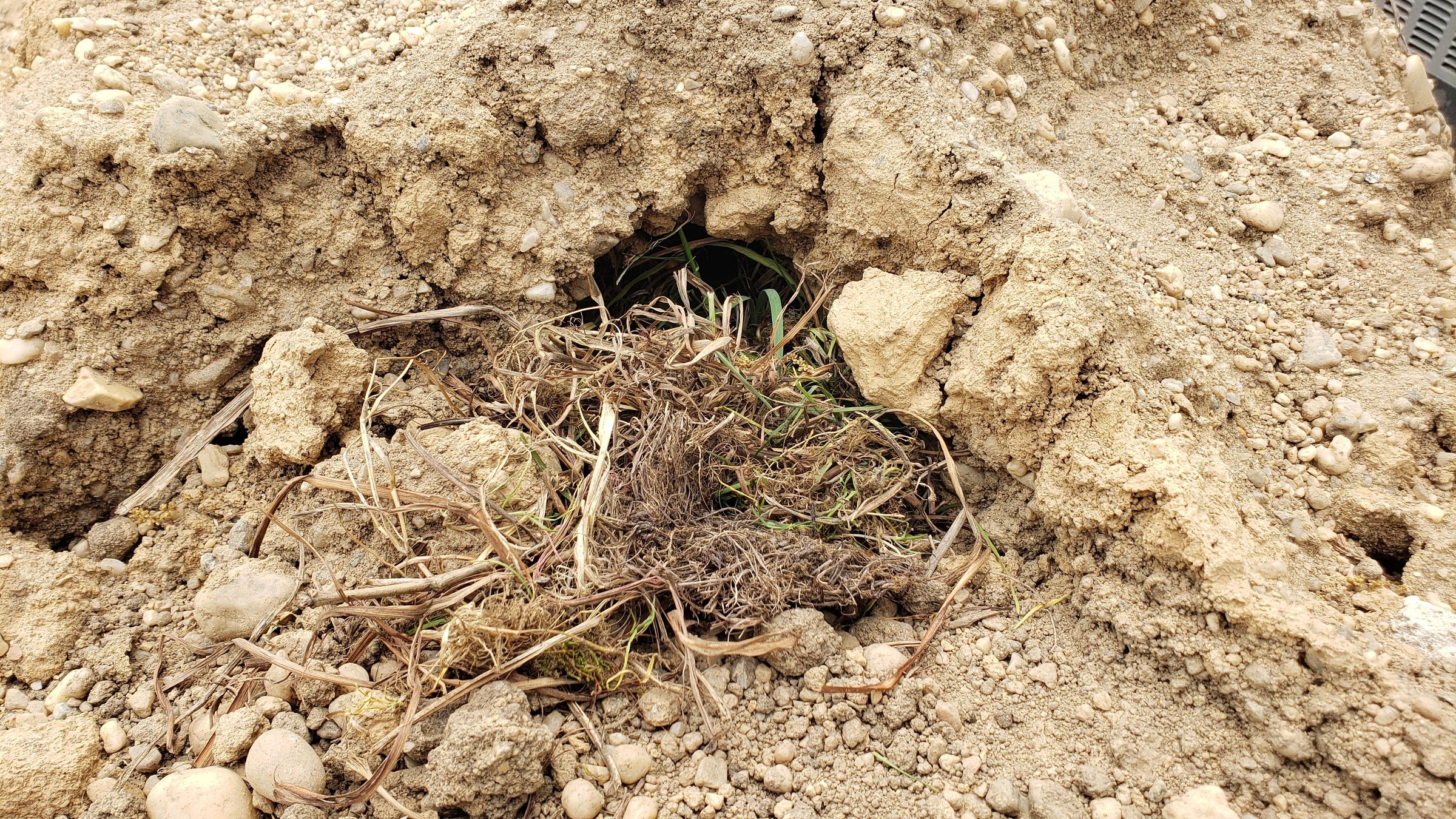 How to Care for a Wild Rabbit Nest 5 Steps (with Pictures) Instructables