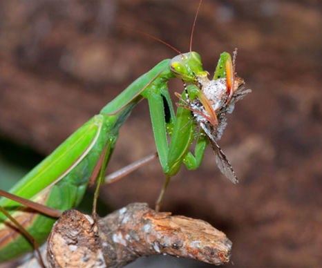 How To Feed Your Praying Mantis 4 Steps Instructables