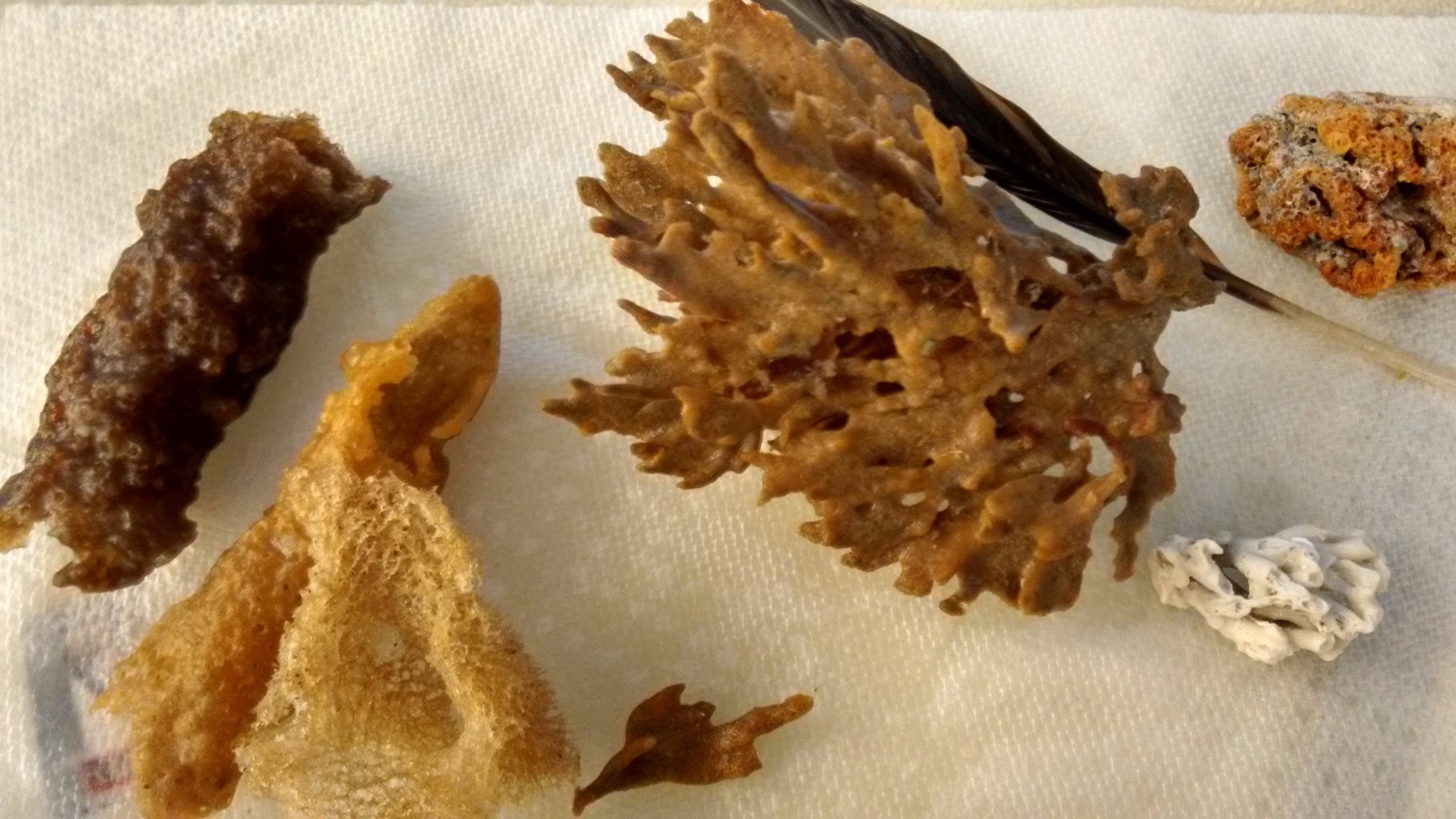 Sea Sponge Cleaning Solution - Scented